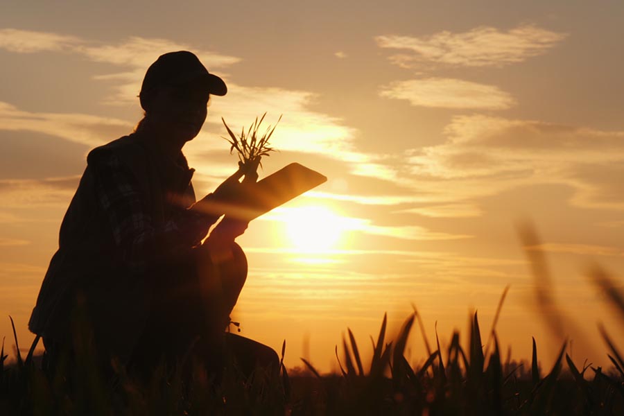 Specialized Business Insurance - Silhouette of a Farmer Checking Their Crop, Using a Tablet, at Sunset